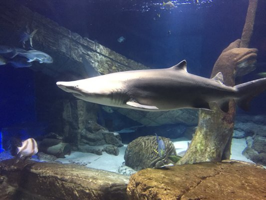 A sand tiger shark and a nurse shark at the Long Island Aquarium in Riverhead Scott Curatolo-Wagemann