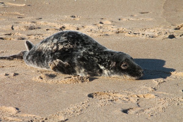 A female gray seal found at Atlantic beach in Amagansett Thursday afternoon is being monitored by the Riverhead Foundation. KYRIL BROMLEY