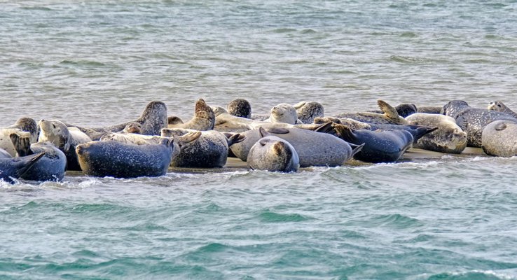 Harbor seals in Shinnecock Bay. COURTESY DANIELLE LEEF