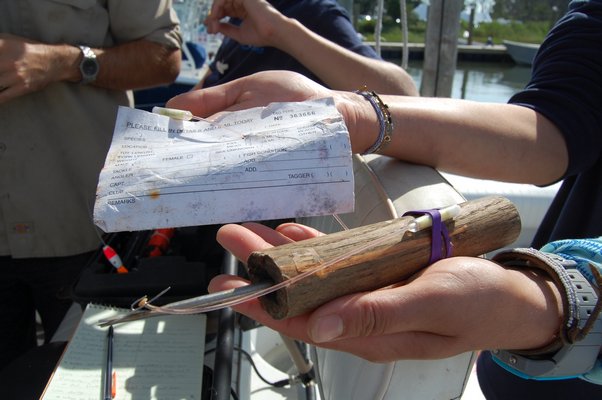 A homemade dart tag used by Dr. CraIg O'Connell to track sharks and report their locations for the NOAA at the O'Seas Conservative Foundation's Shark Camp in Montauk. JON WINKLER