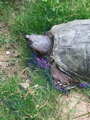 Patricia Brophy found this snapping turtle roaming around in the yard of her Sag Harbor home last month. PATRICIA BROPHY