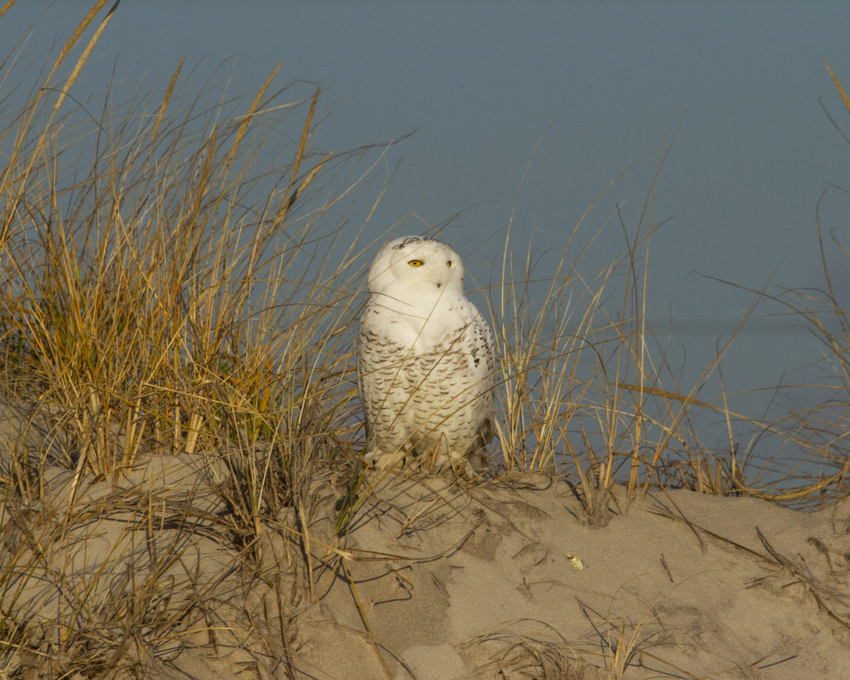 Snowy owl.