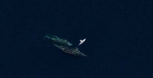 The New York State Energy Research & Development Authority is conducting aerial photo surveys of marine life in the ocean south of Long Island where wind farm development is expected to boom in the next two decades.  Normandeau Associates/APEM Ltd. Environmental Imaging Solutions