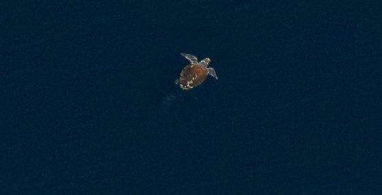 A loggerhead sea turtle photographed by surveyors for the New York State Energy Research & Development Authority
