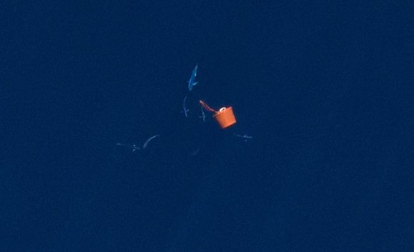  which is conducting aerial photo surveys of marine life in the ocean south of Long Island where wind farm development is expected to boom in the next two decades. Normandeau Associates/APEM Ltd. Environm