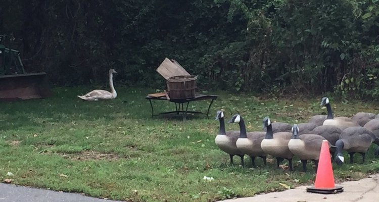 Another a juvenile swan tries to make friends with some goose decoys on Parsonage Lane.
