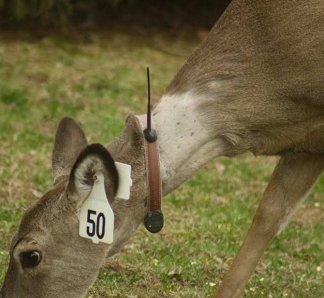 East Hampton Village has been carrying out a controversial deer sterilization program.