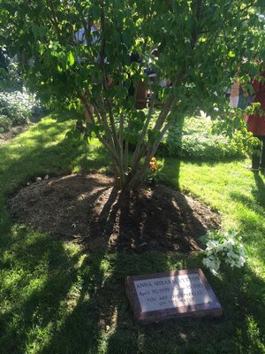 A tree and plaque in front of CVS on Pantigo Road in East Hampton Village were dedicated to Anna Mirabai Lytton on Wednesday. JAIME ZAHL