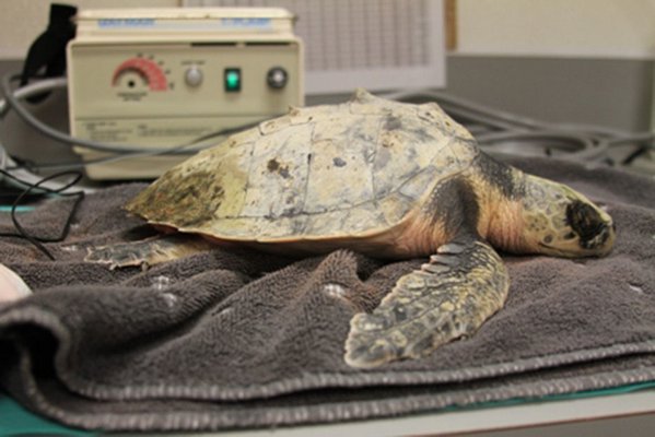 Bob Kohr returned this painted turtle found at Main Beach