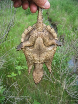 A young snapping turtle