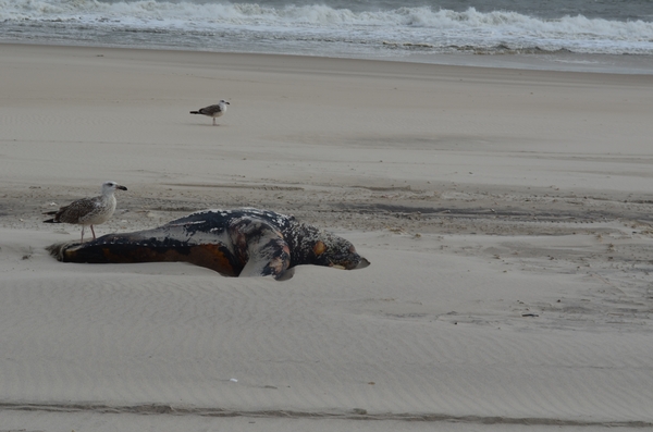 A dead sea turtle washed up just west of Rogers Beach in Westhampton Beach on Sunday. CAILIN RILEY