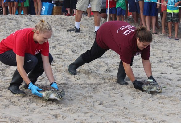 Cold stunned turtles being released.  COURTESY RIVERHEAD FOUNDATION