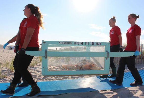 Riverhead Foundation volunteers return a rehabilitated cold-stunned turtle to the ocean. COURTESY RIVERHEAD FOUNDATION