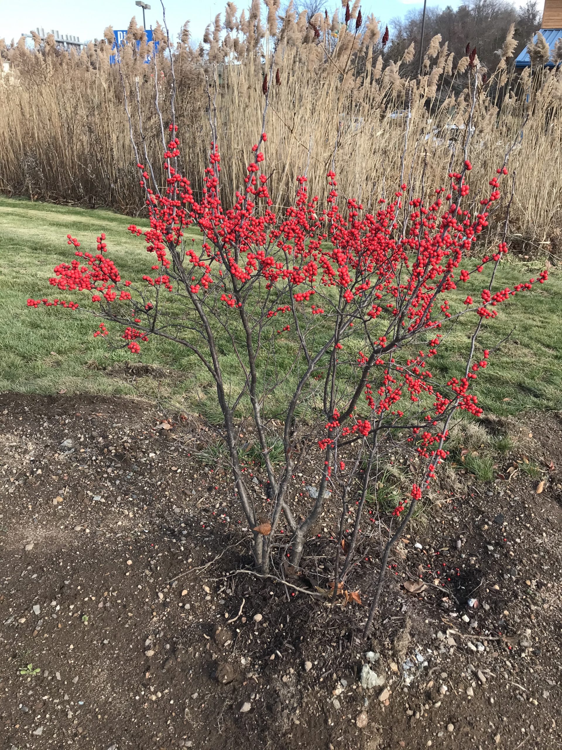 There are a number of cultivated winterberry shrubs available at garden centers and they’re great for off-season color in the landscape. But this one, planted at the periphery of a strip mall, seems to have been abandoned and neglected.