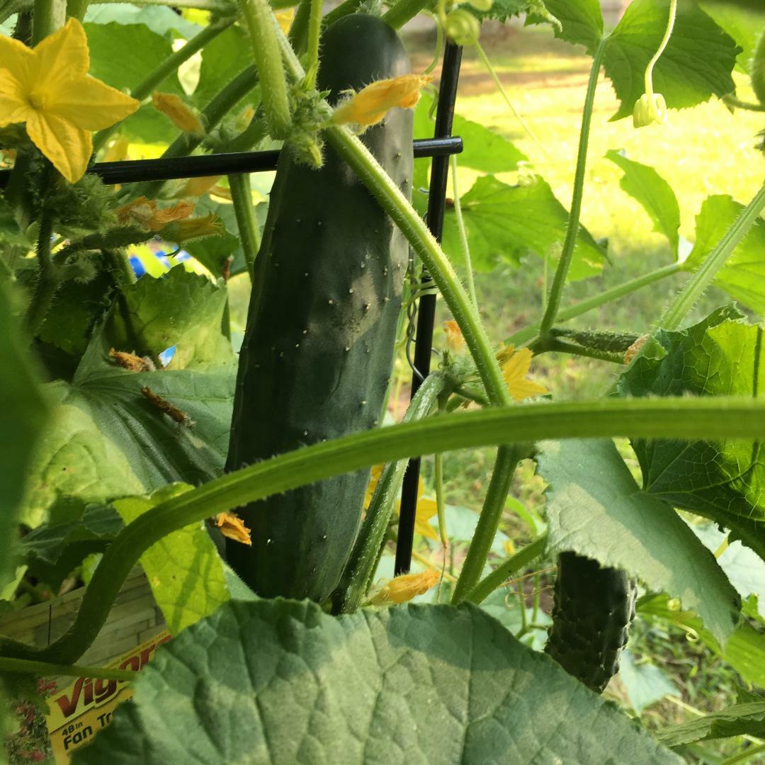 Cucumbers can be smooth or with tiny spines like this one. Long type slicing cucumbers like this one need to be grown vertically for the fruits to properly develop. Flowers are always yellow no matter what color the fruits are. 