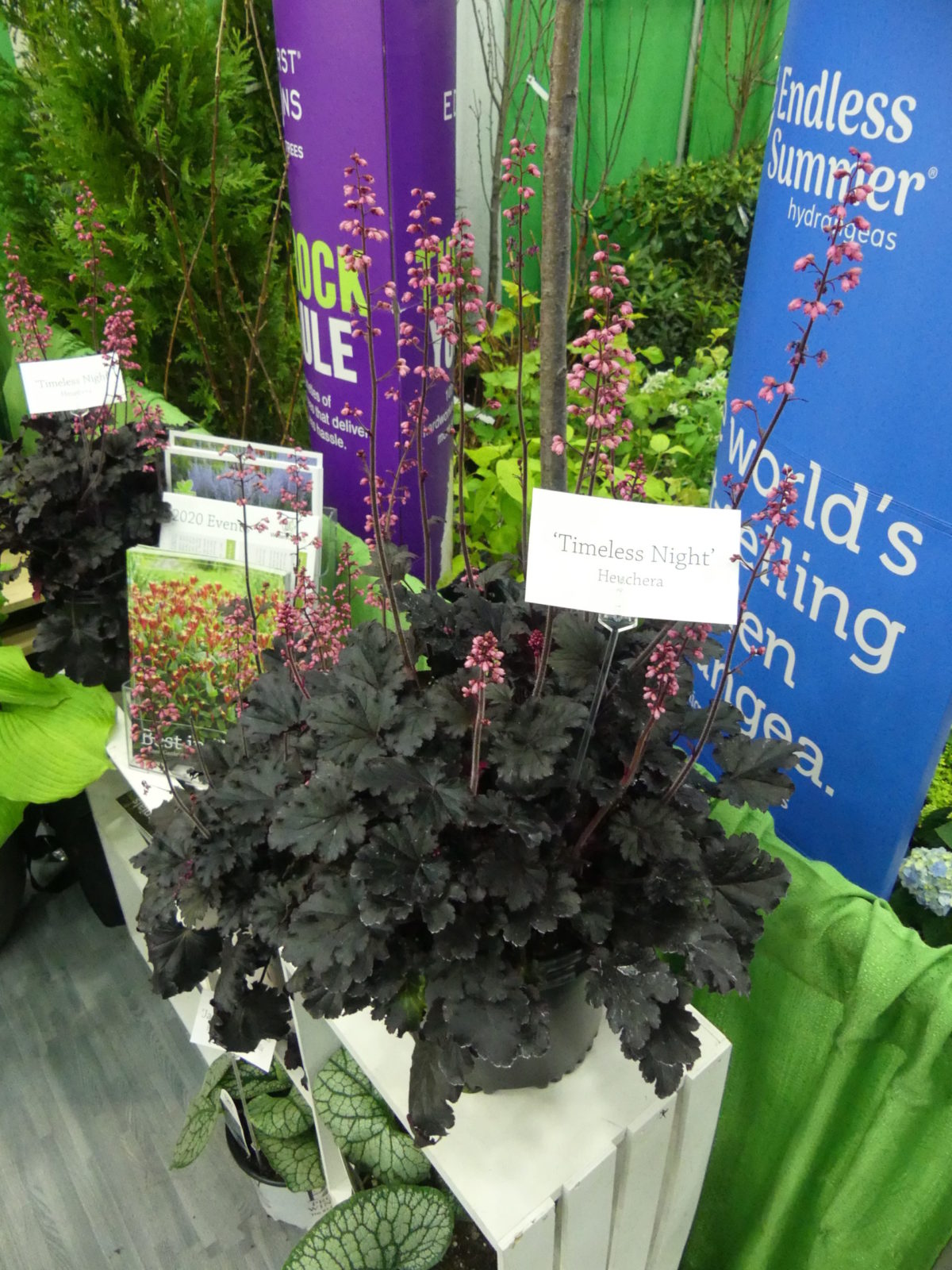 Heuchera Timeless Night was introduced by Walters Gardens last year and will show up in garden centers this year. It has dark foliage that's almost black with medium pink flowers. It will perform similarly to other Heucheras in the 