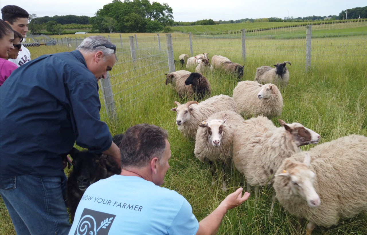 Chef George Hirsch meeting Icelandic sheep with farmer Tom Geppel at 8 Hands Family Farm.