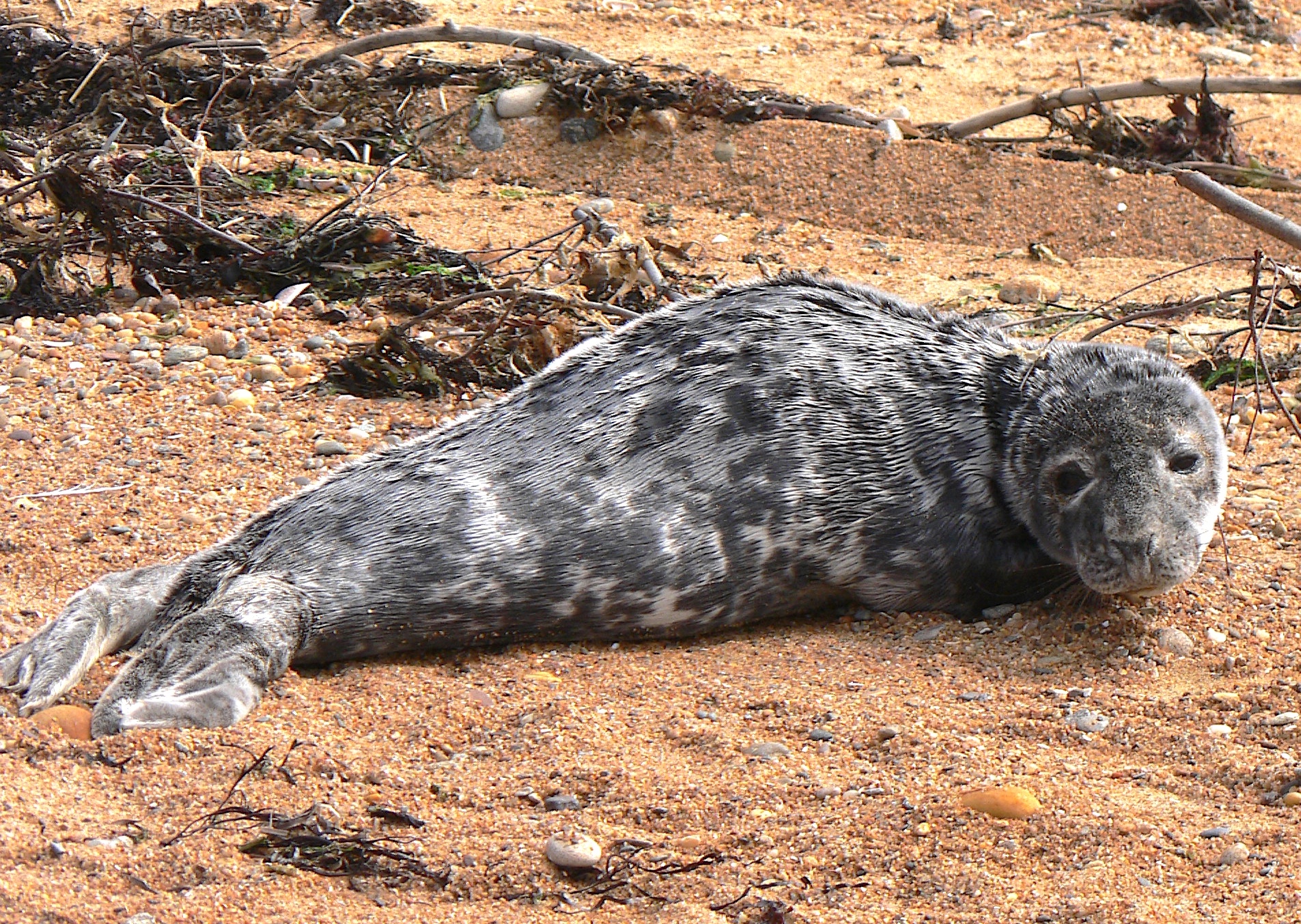 Many gray seal pups born last month near Nantuckett have weaned and are on their own, leaving their moms free to mate this month.