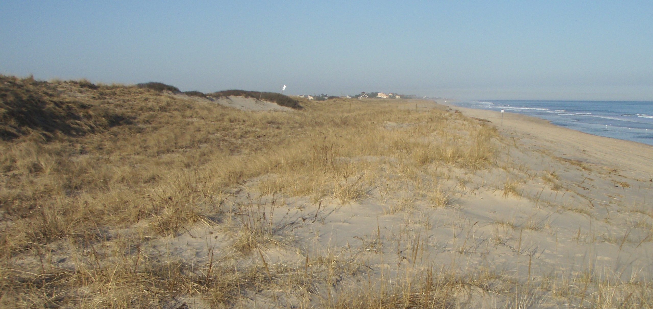 In some places, including this stretch of ocean beach in Amagansett, the shoreline and dune system has been accreting. 