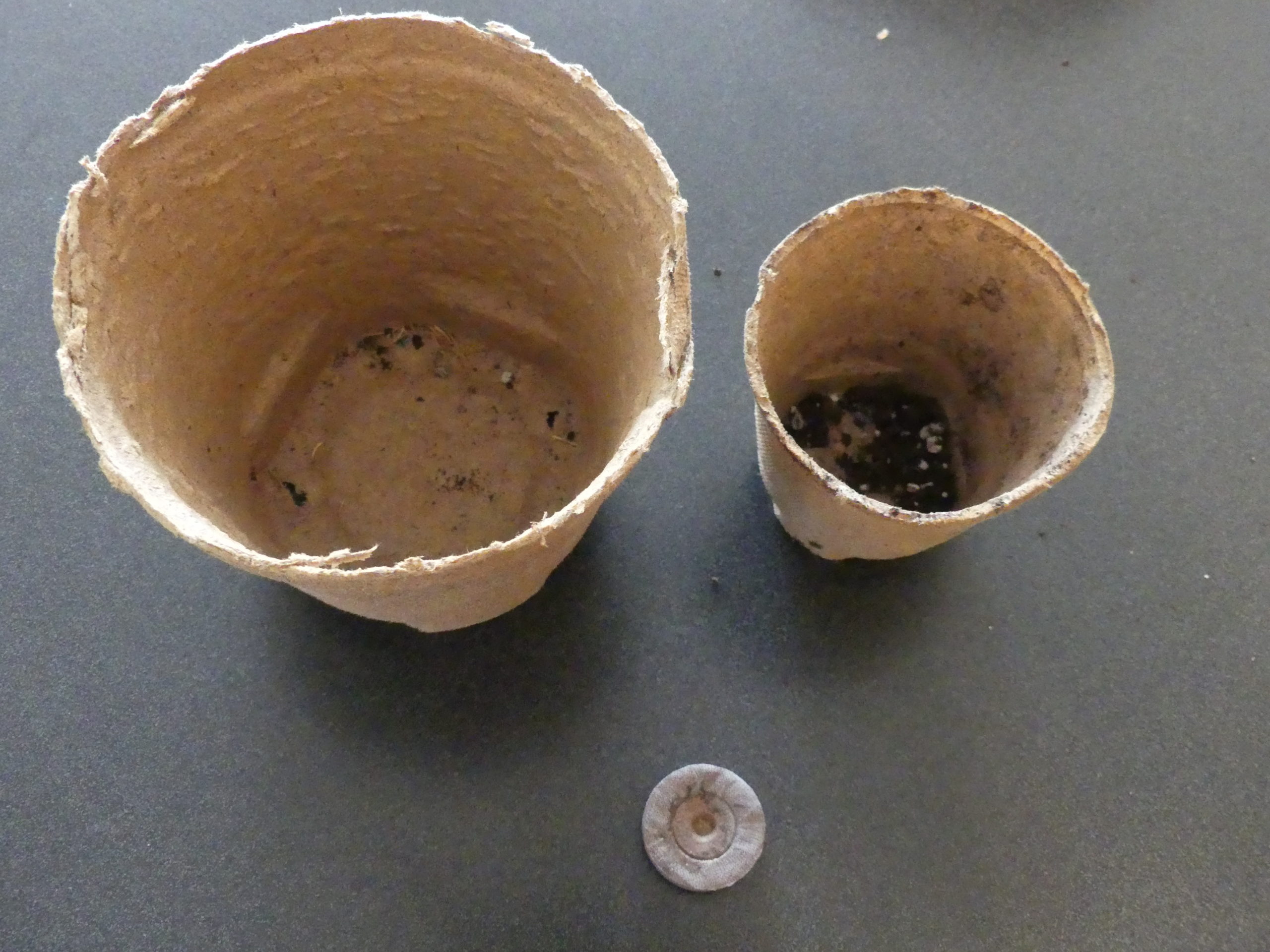 Peat pots and pellets from Jiffy offer convenient ways of starting vegetable plants at home them planting them directly into the garden pot and all with no transplant damage. Left is a 6-inch peat pot, right, a 4-inch, and bottom is a compressed Jiffy pellet that just needs water to expand for seeding. ANDREW MESSINGER