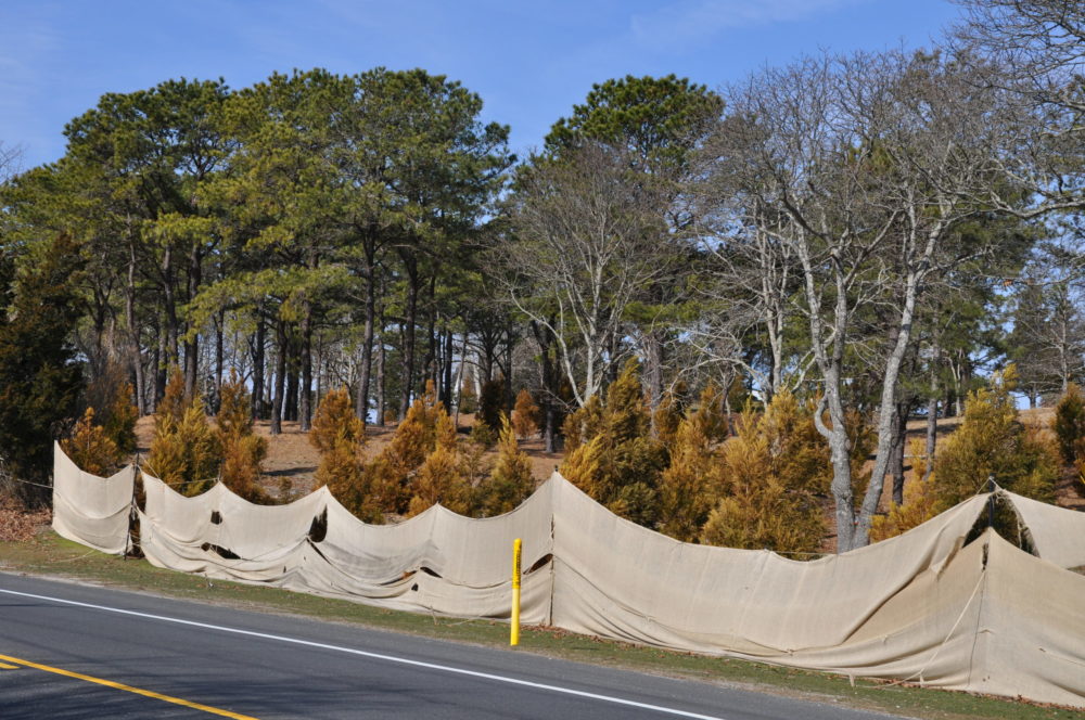 These evergreens just off Montauk Highway in Southampton are “protected” every winter. But you can see that salt spray and salty air penetrate the flimsy burlap, damaging the trees 30 to 50 feet off the highway.
