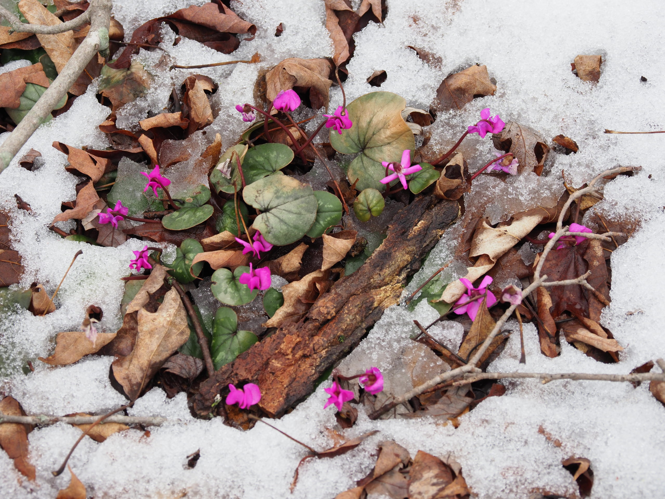 When applying winter mulches some plants need to be left uncovered. These Cyclamen coum don’t appreciate being mulched and the mulch will also hide their magnificent February and early March flowers under pines, oaks and maples.