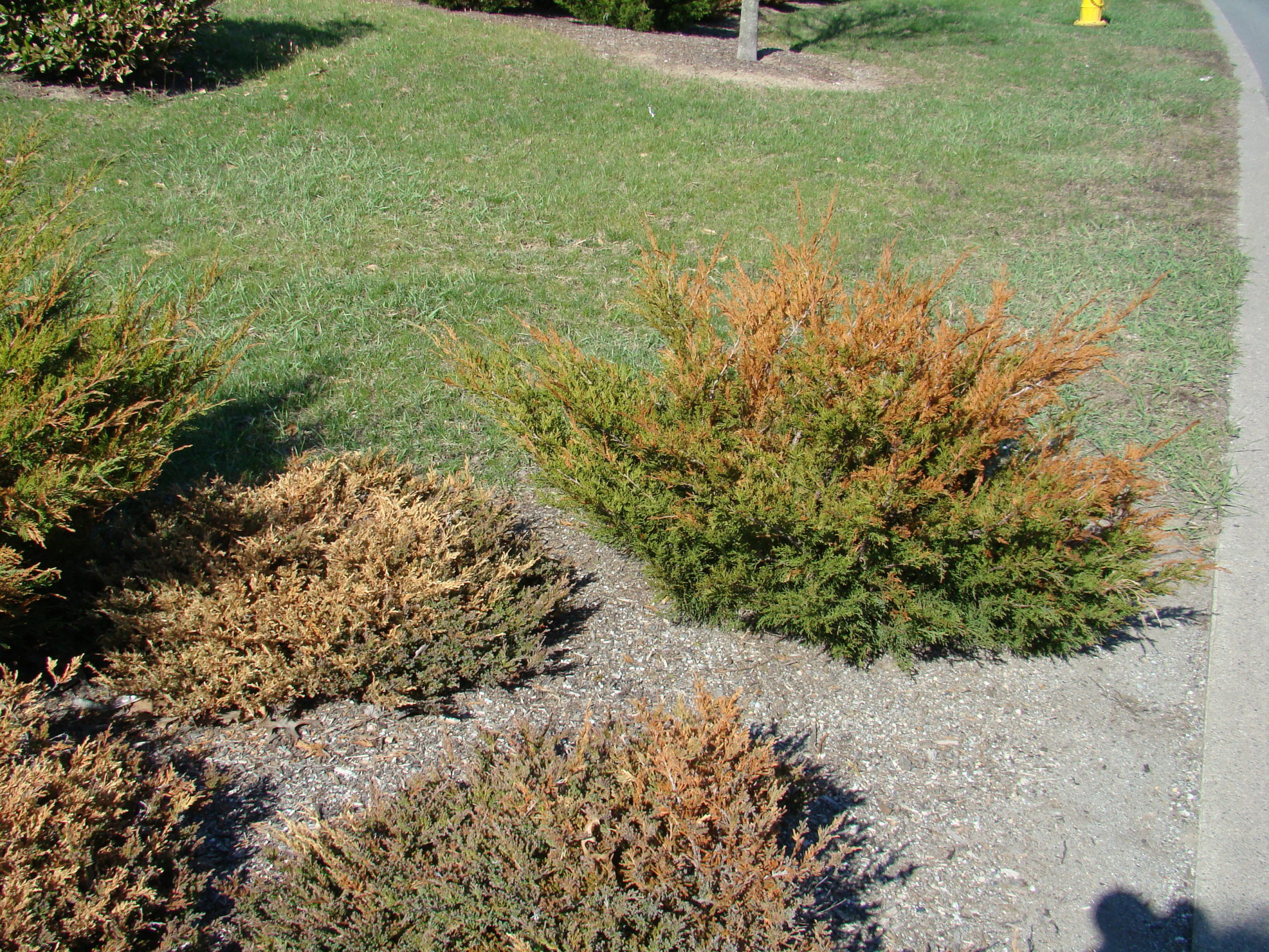 These junipers were burned in the winter from road salt applied just feet away. It appears that the damage is from roots being burned from salt splashing into the bed from the road as well as burning from salt that may have been in the snow plowed onto the planting bed.