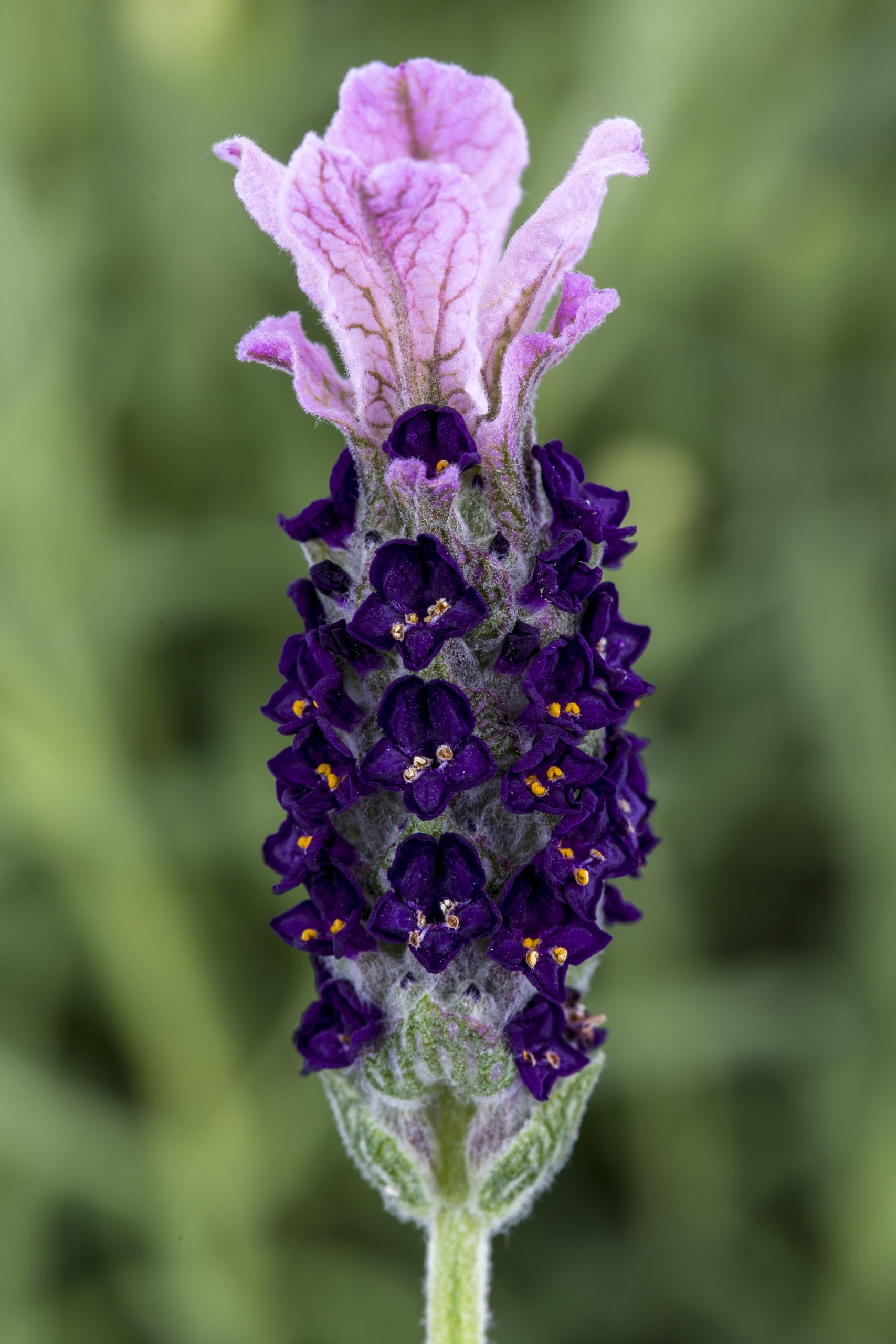 On this Lavender Castilliano flower it’s easy to see the corolla (which is tubular) and what we often refer to as the petals and the calix. The two parts are different colors as seen here, where the corolla is purple and the calix is pink.