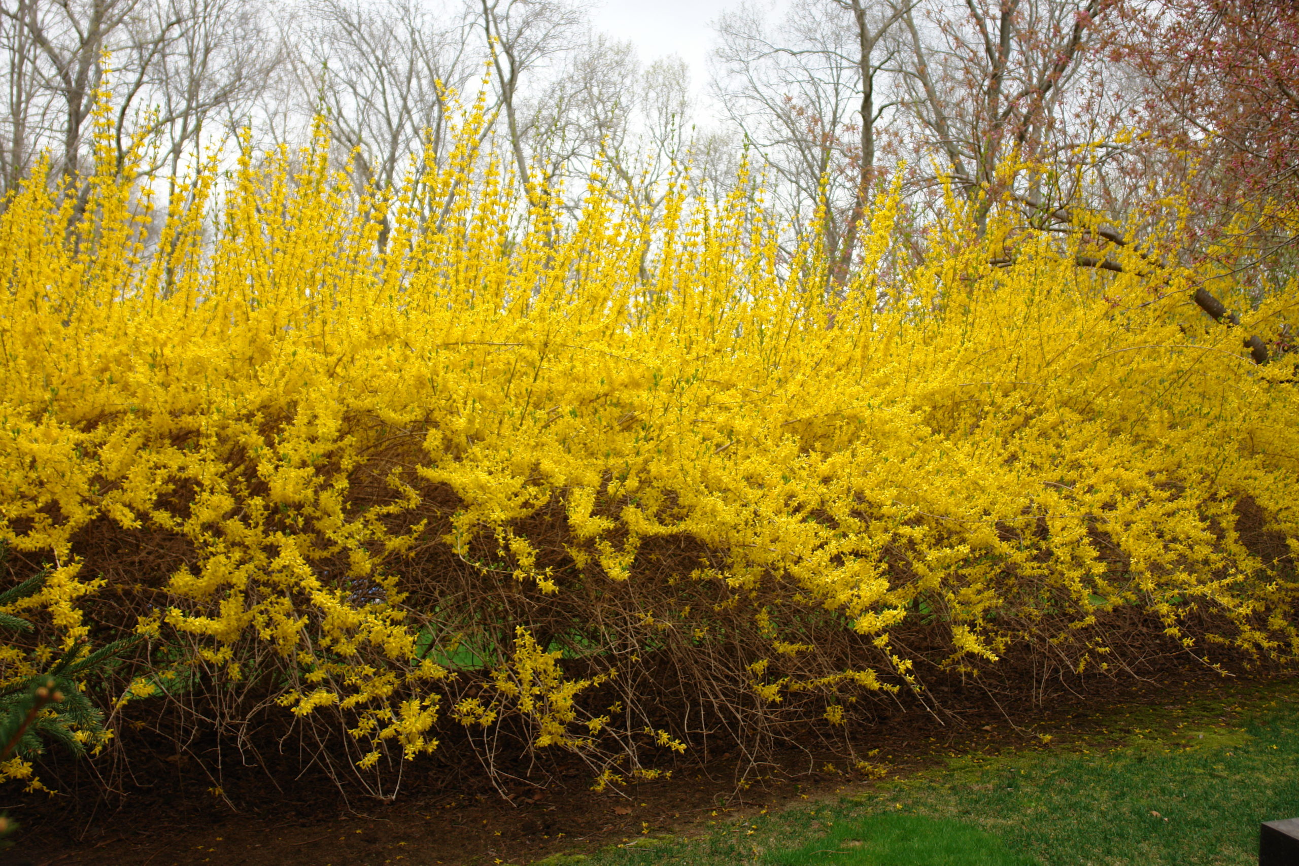 The tall and straight canes seen atop this forsythia hedge are the best to use for forcing. Forsythia canes take only two weeks to bring into color and are among the fastest. ANDREW MESSINGER