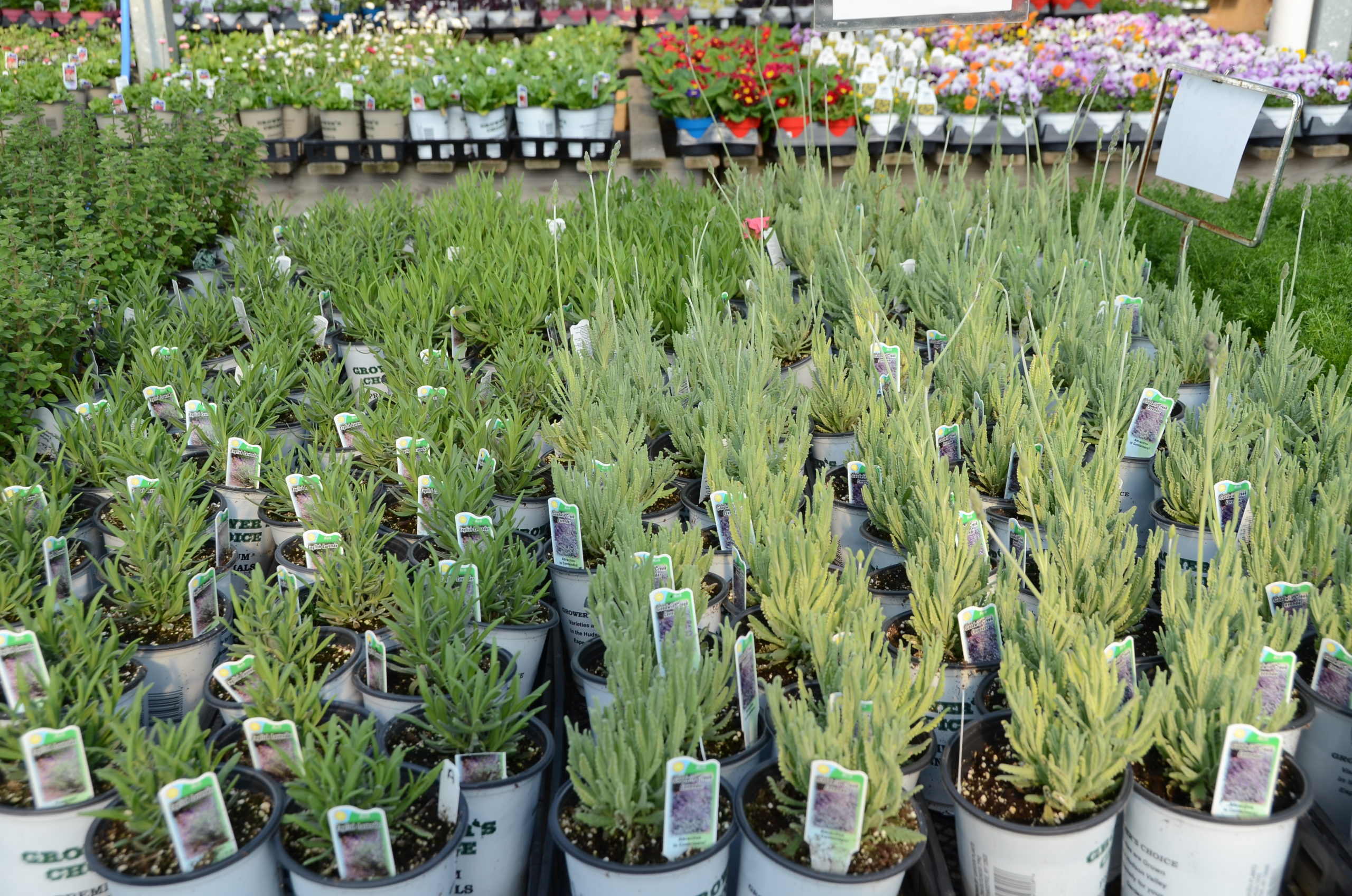 Potted lavender will start to show up in garden centers in May. They are usually available in several sizes from 4-inch pots up to gallon pots. ANDREW MESSINGER