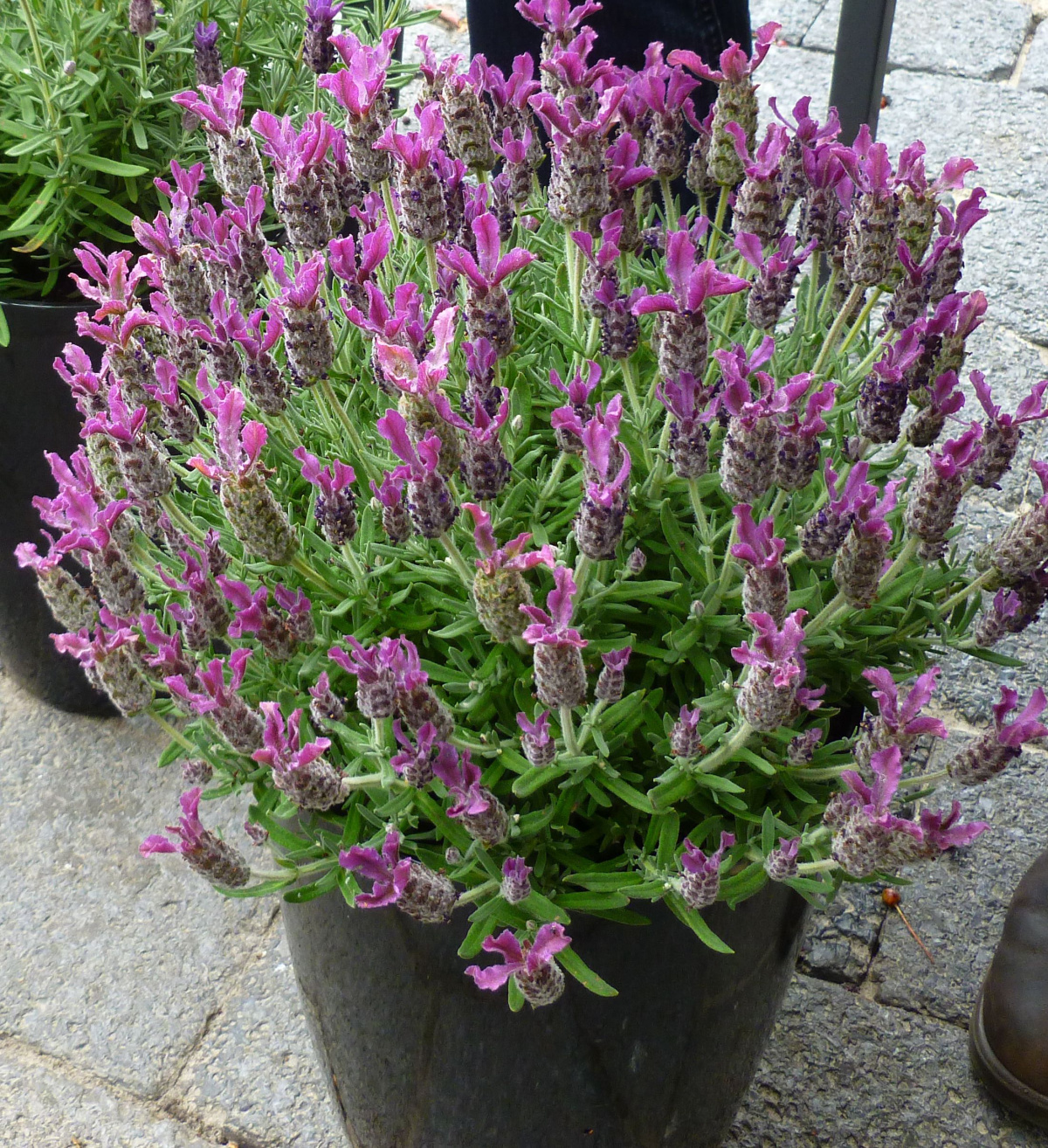 Lavender Deep Anouk Rose actually has a deep pink color and blooms from mid to late summer. It grows 14 to 18 inches tall and spreads just over a foot.