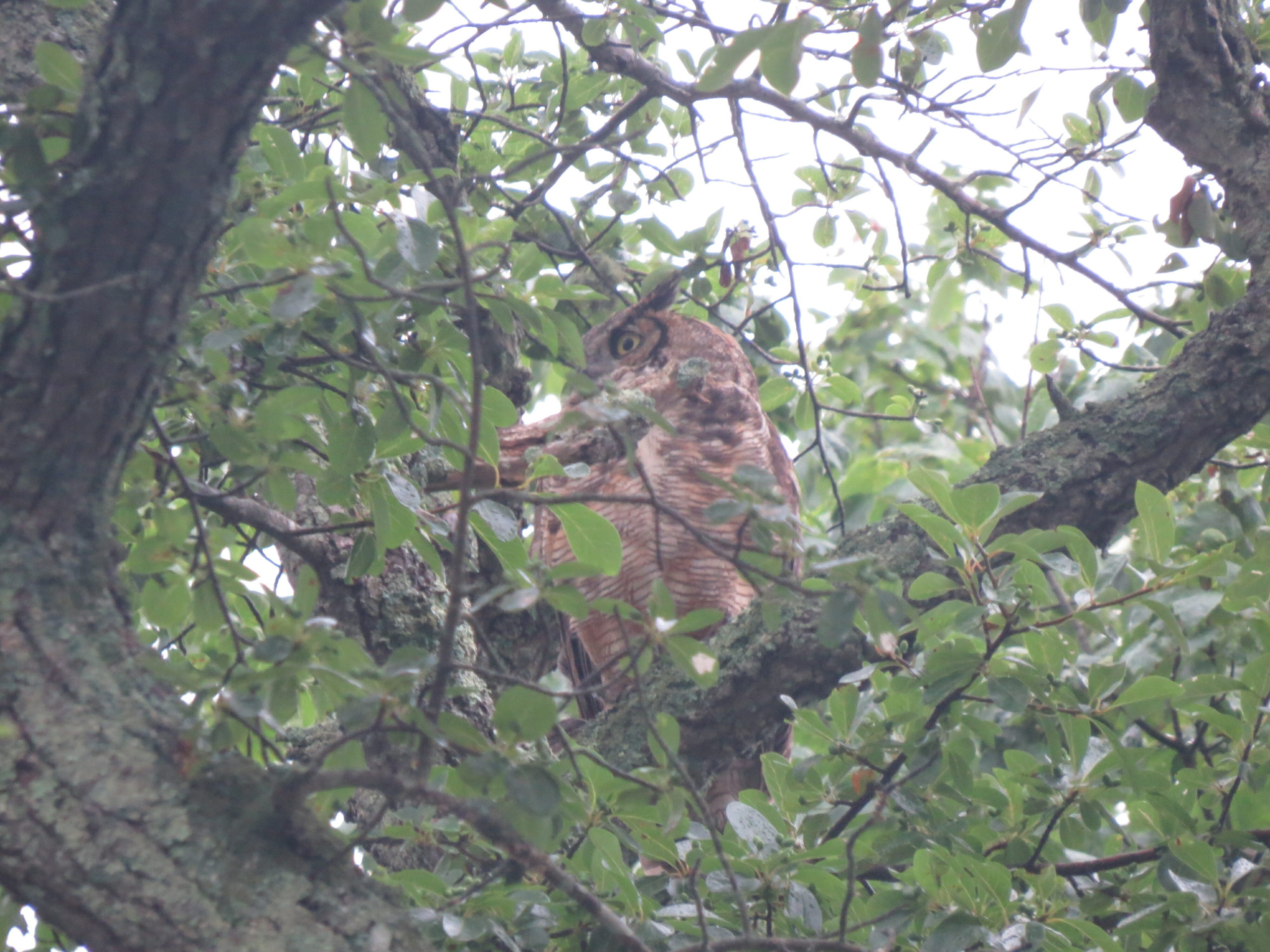 Our great horned owls are incubating eggs now; some may hatch before the end of February.