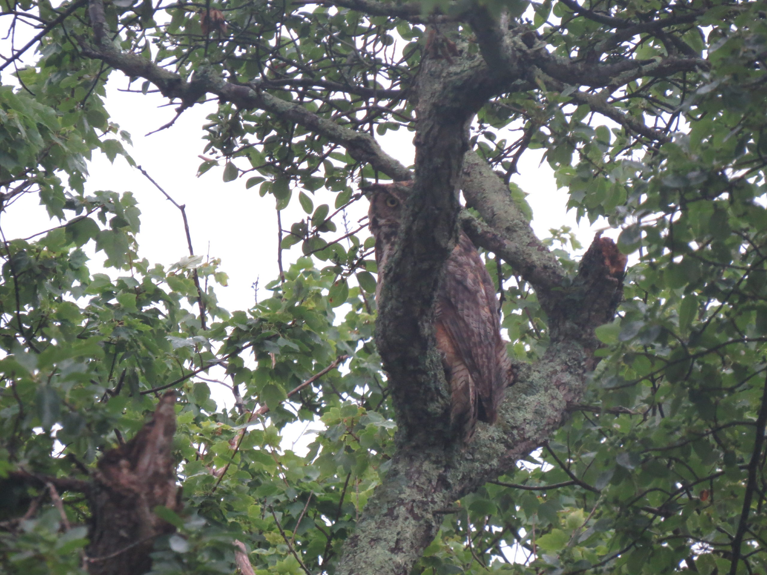 Our great horned owls are incubating eggs now; some may hatch before the end of February.