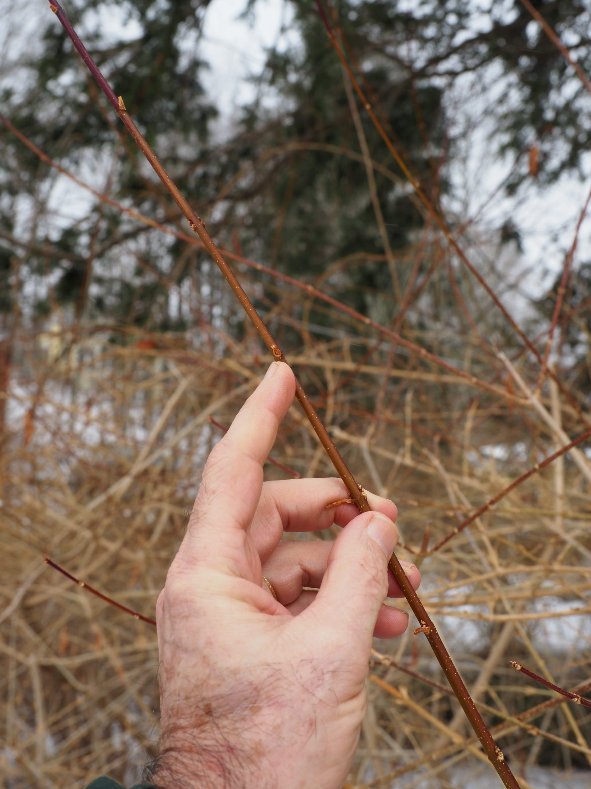 When choosing forsythia canes for forcing avoid canes with long spaces between the buds and canes with small buds. In this case, the buds are only about a quarter inch long with bud spacing of more than 4 inches. This one won’t make a nice display. ANDREW MESSINGER