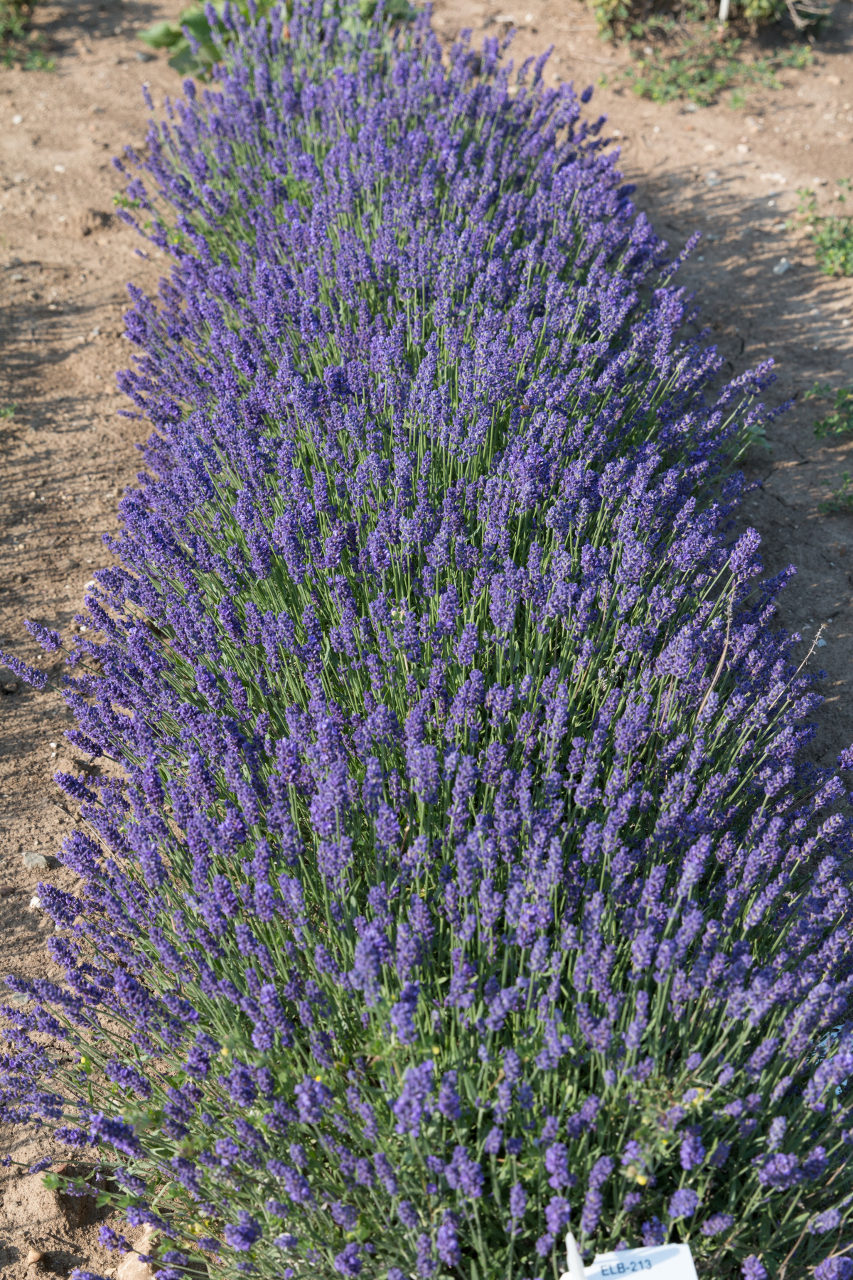Lavender Super Blue will probably bloom out here in June. It’s fairly uniform at 12 inches tall, making it good as an edger or in pots. It’s touted as being very hardy, drought tolerant as well as heat and humidity tolerant. Sounds like a winter for the Hamptons.