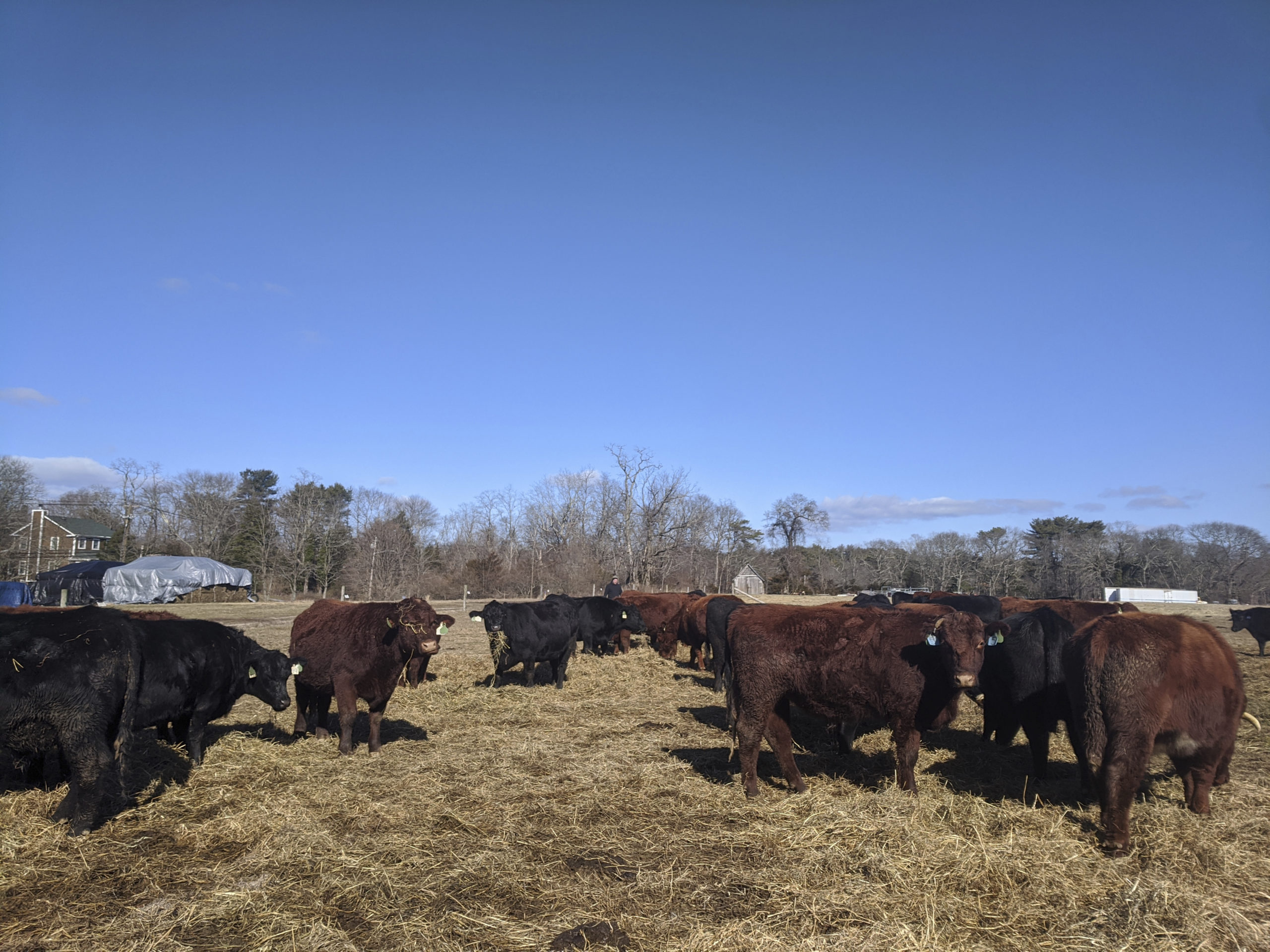 The cattle from Acabonac Farms is currently overwintering in Yaphank.    TIM SHARP