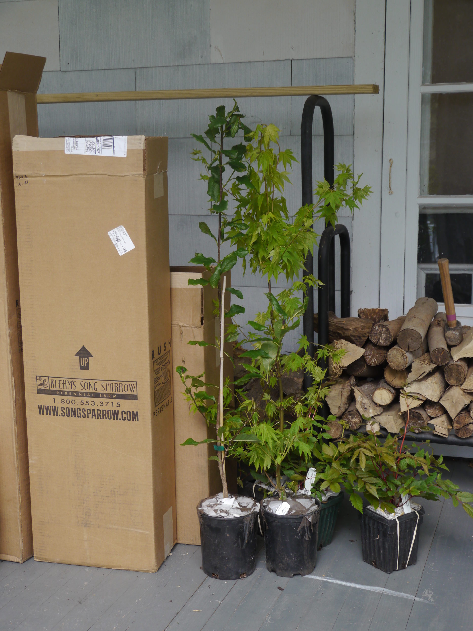 Even trees like these maples are shipped by “mail” and should arrive in good condition. Open the boxes immediately and remove the plants. Planting can usually wait several weeks if the plants arrive in containers.