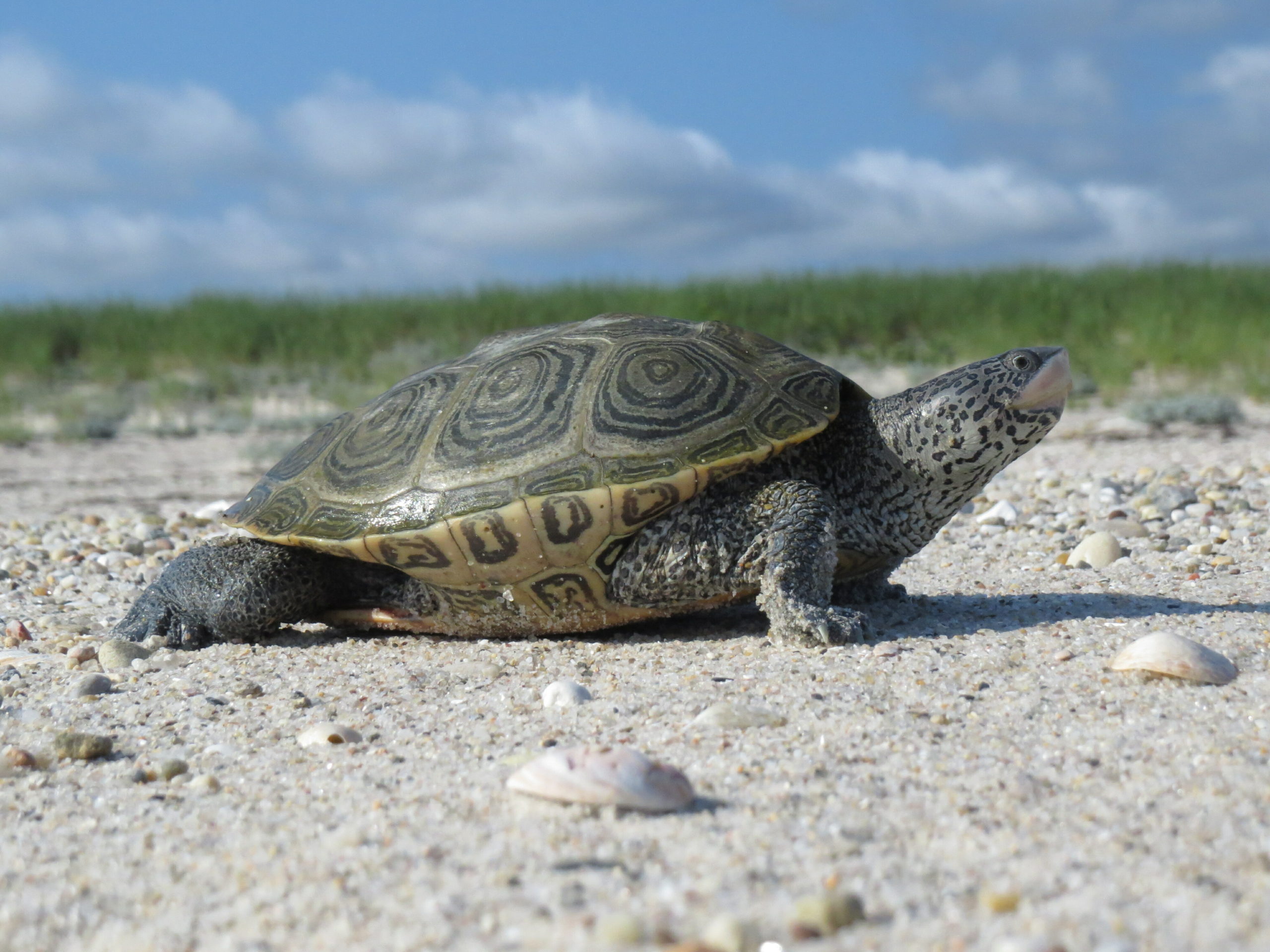 The 2020 L.I. Natural History Conference features 22 topics including mushrooms of L.I., fiddler crab’s role in the estuary, and diamondback terrapin conservation measures.
