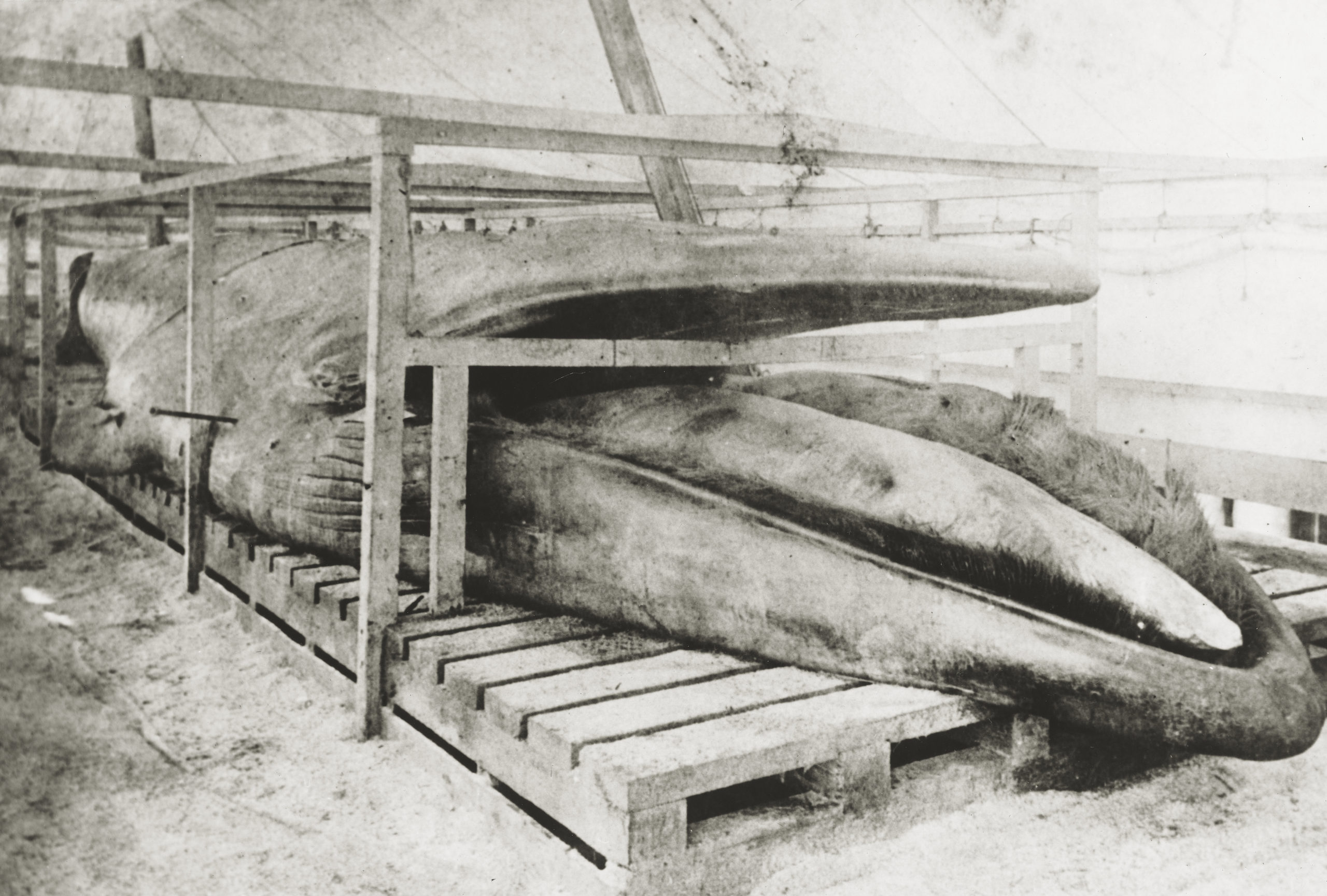 A 70-foot embalmed finback whale was exhibited at Sag Harbor's Long Wharf in 1888.     COURTESY ESTATE OF GEORGE FINCKENOR