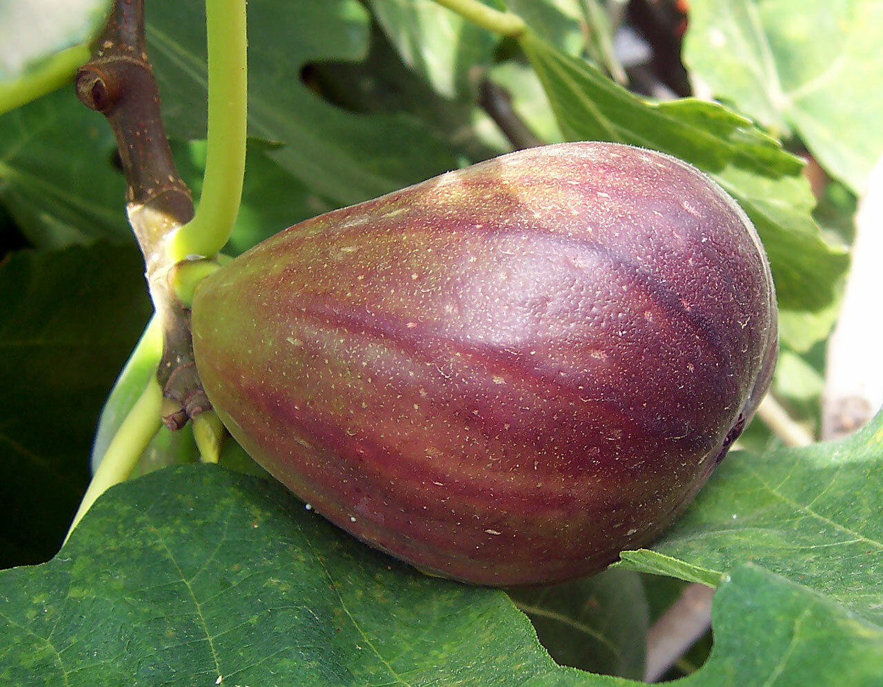 As this fig begins to ripen the color changes from green to a purple-brown then when fully ripe this variety turns totally brown and begins to slightly shrivel, which is normal. COURTESY FIR0002/WIKIMEDIA COMMONS, <a href=