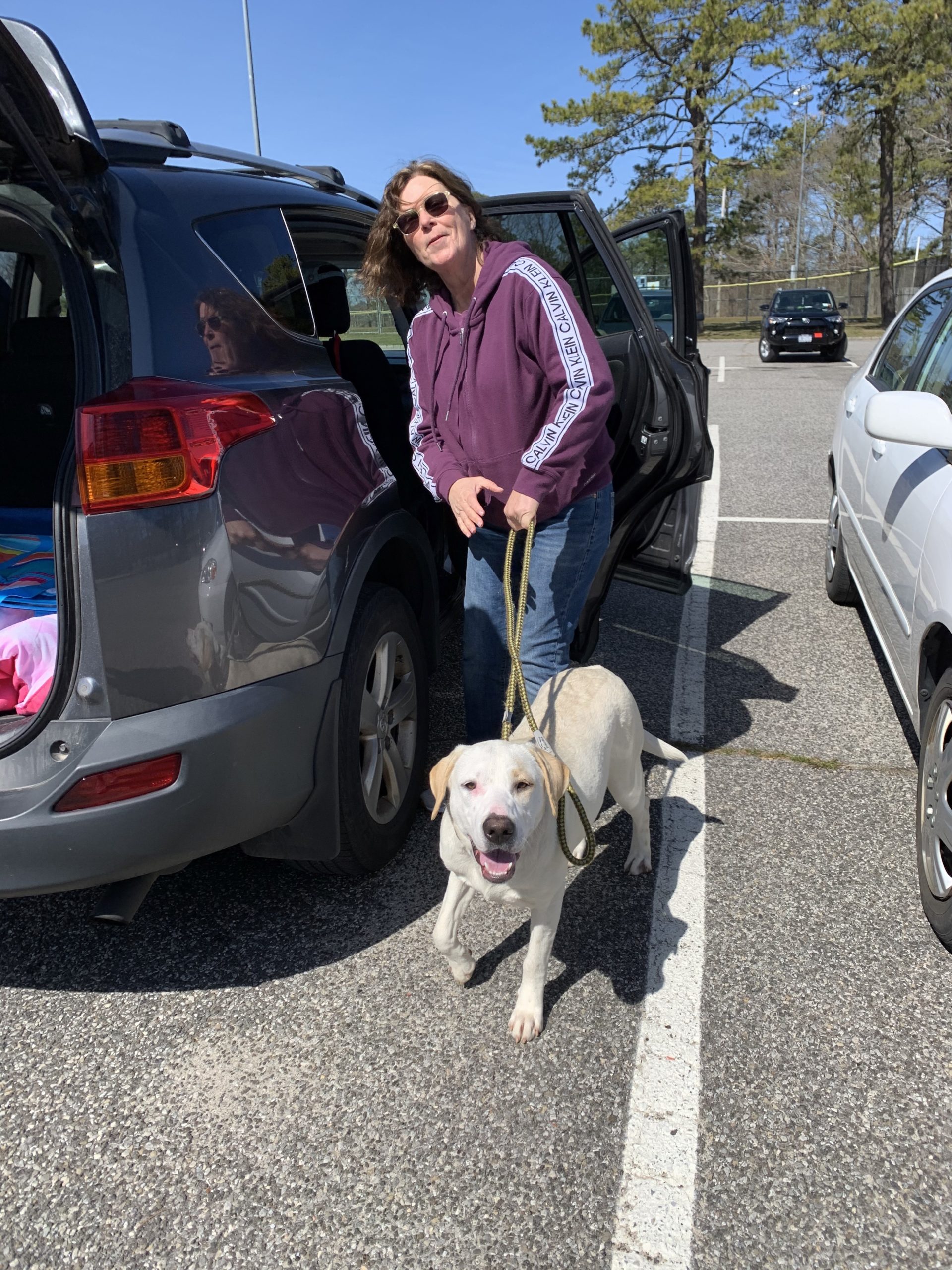 Lettie the lab from teh Southampton Animal Shelter Foundation heads to a foster home with Susan Reilly on Friday. Courtesy SASF