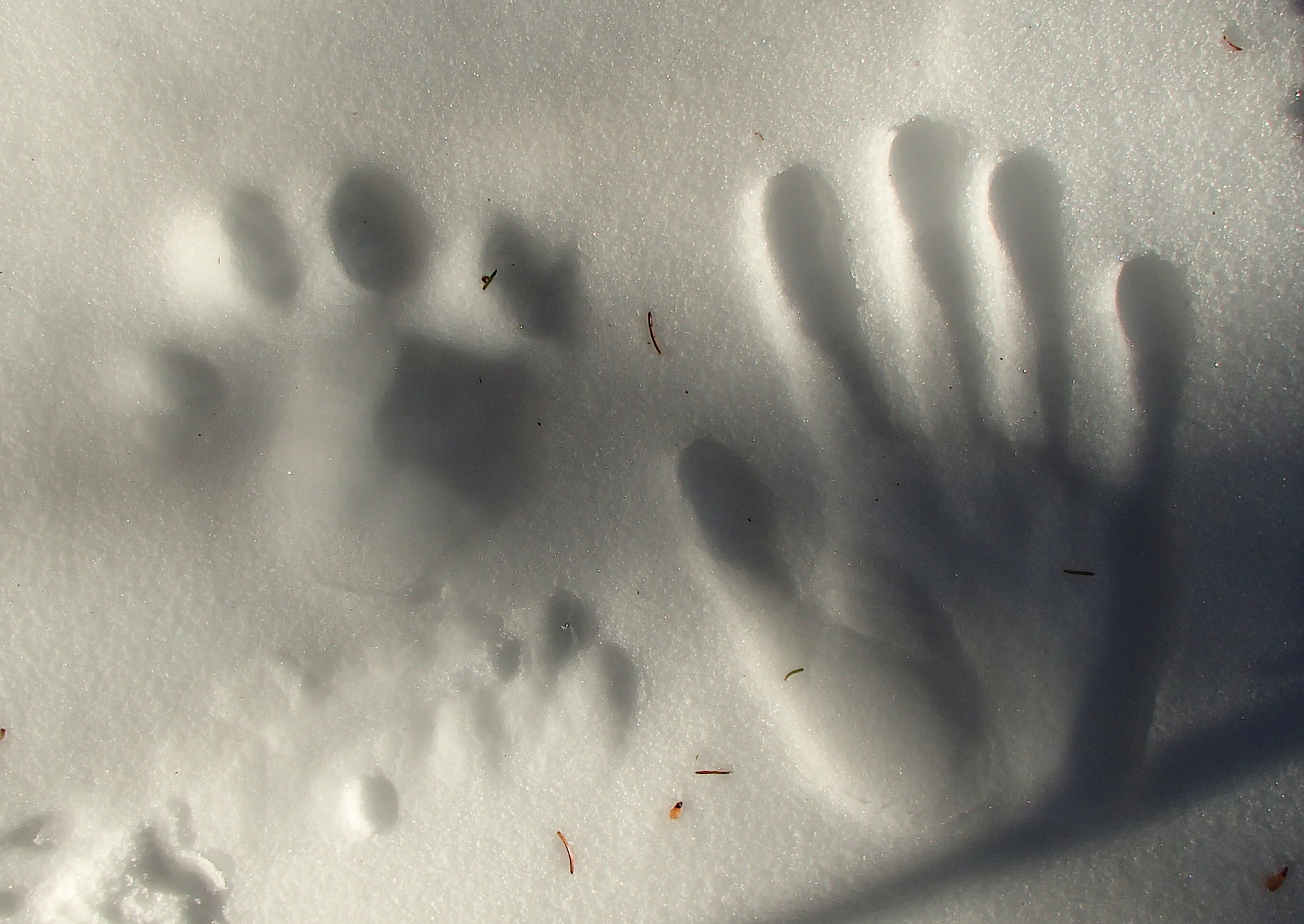 This Canada lynx track next to my hand measured 4 inches long by 4.5 inches wide.  MIKE BOTTINI