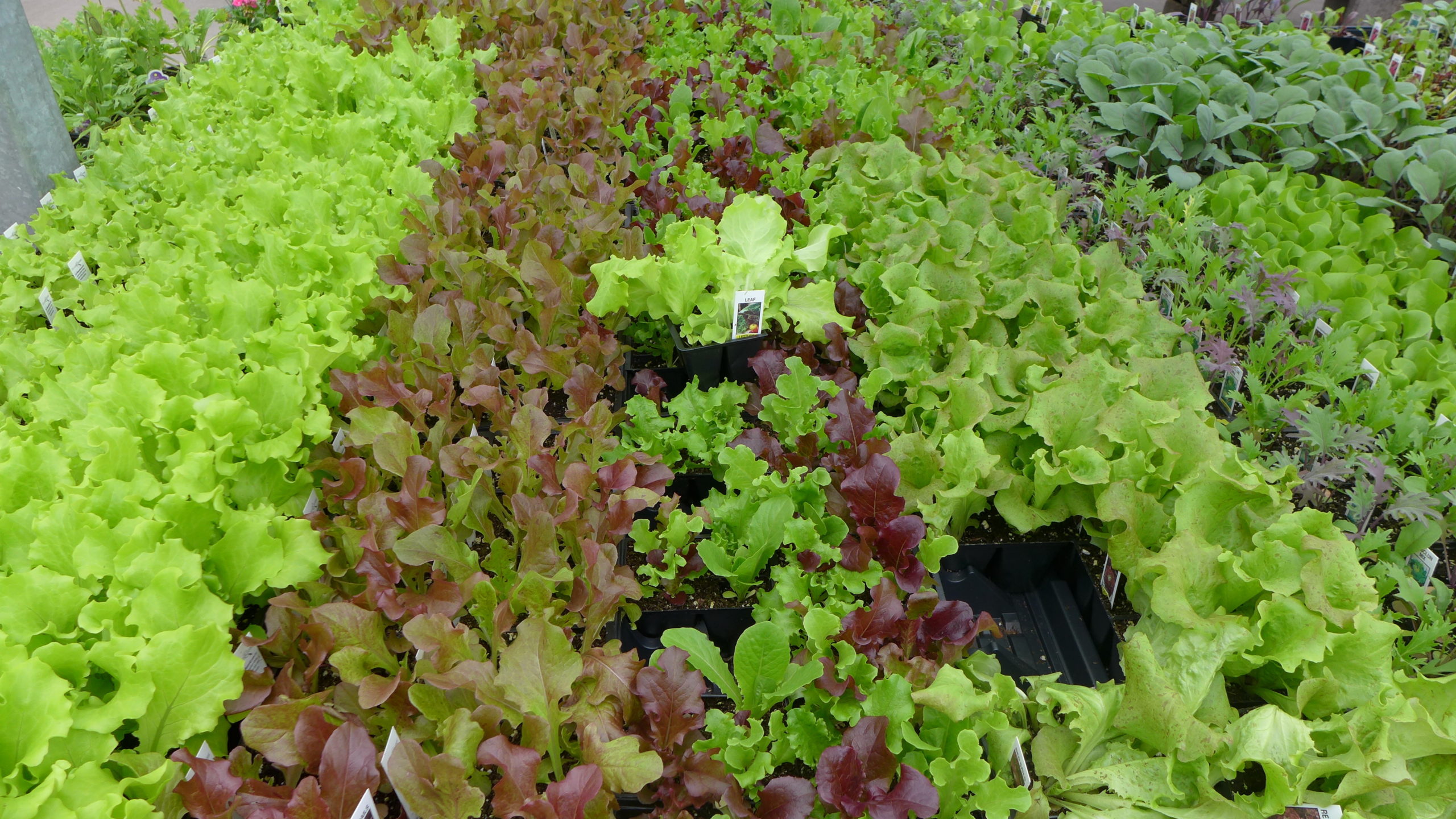 It will be several weeks before local garden centers have cell packs of salad greens ready for your garden, but if you sow your own seeds you can be harvesting in three to four weeks from now. ANDREW MESSINGER