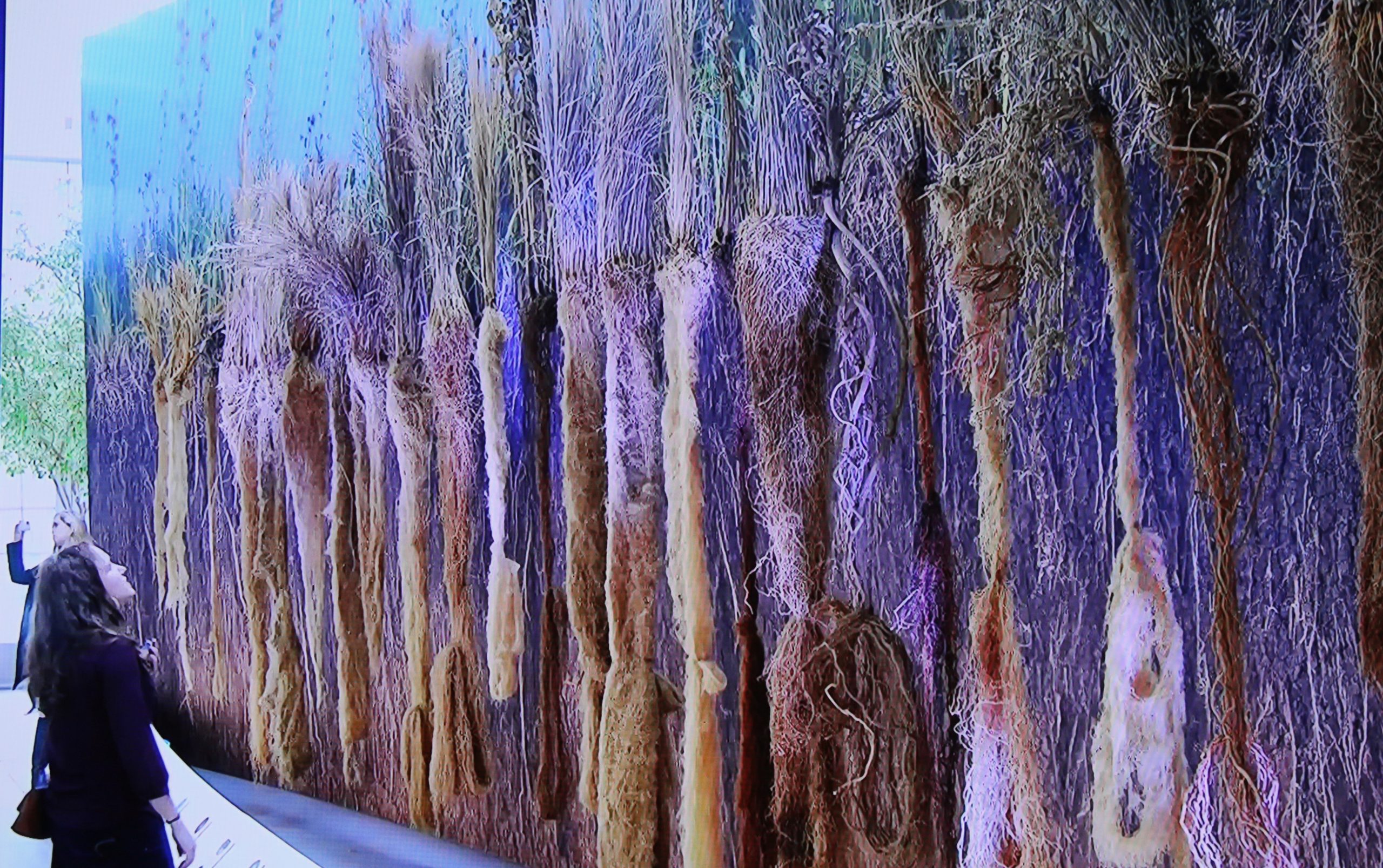 An exhibit at the National Arboretum showing how long the roots of native grasses grow; long-rooted native plants are a key to the water-absorbing quality of rain gardens.