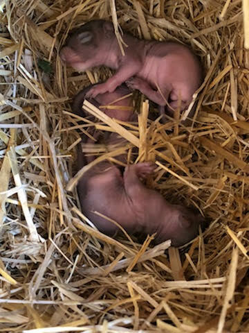 The baby squirrels on Saturday, in fine condition and doing well.