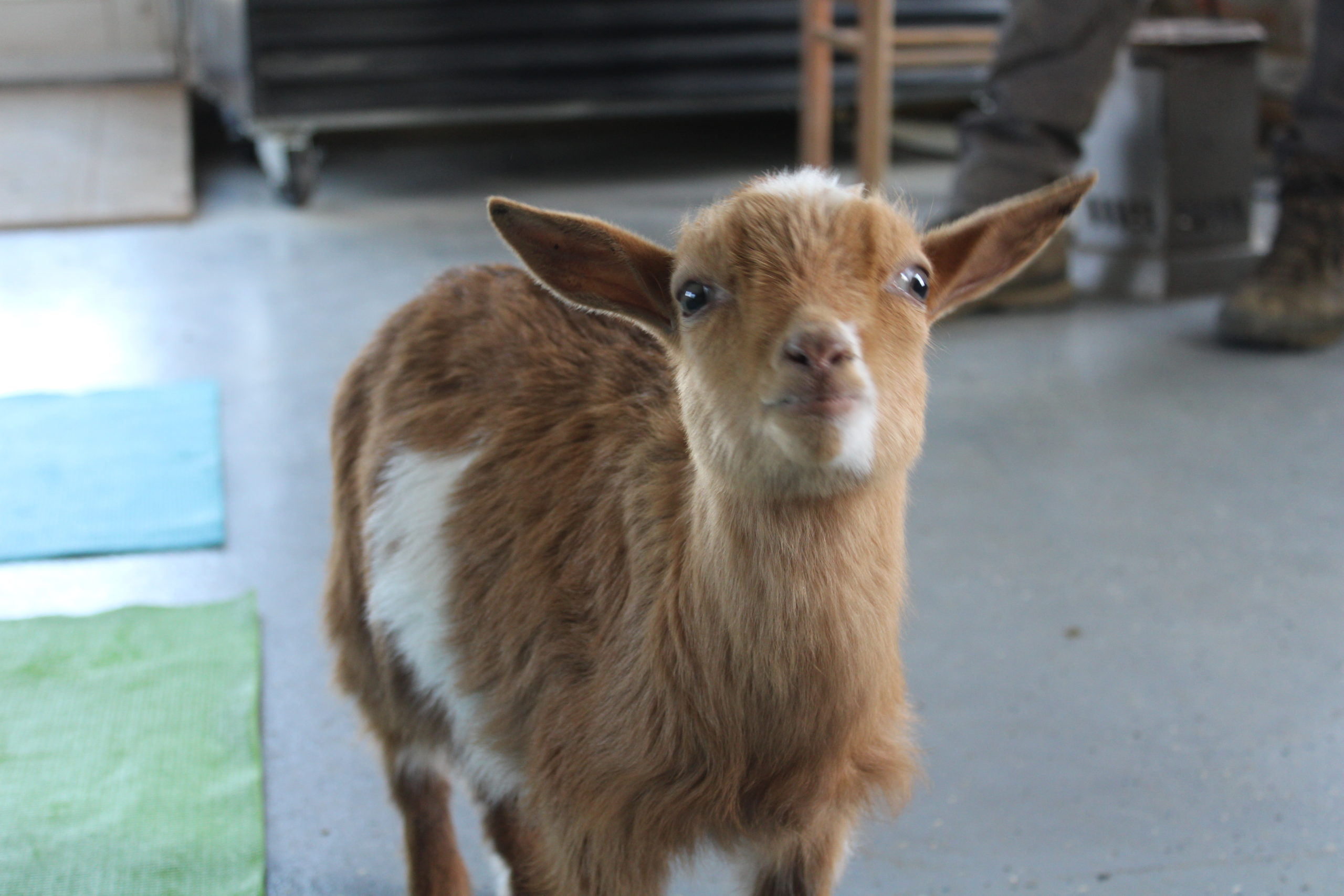 Goat yoga at Corwith Farms on Sunday.