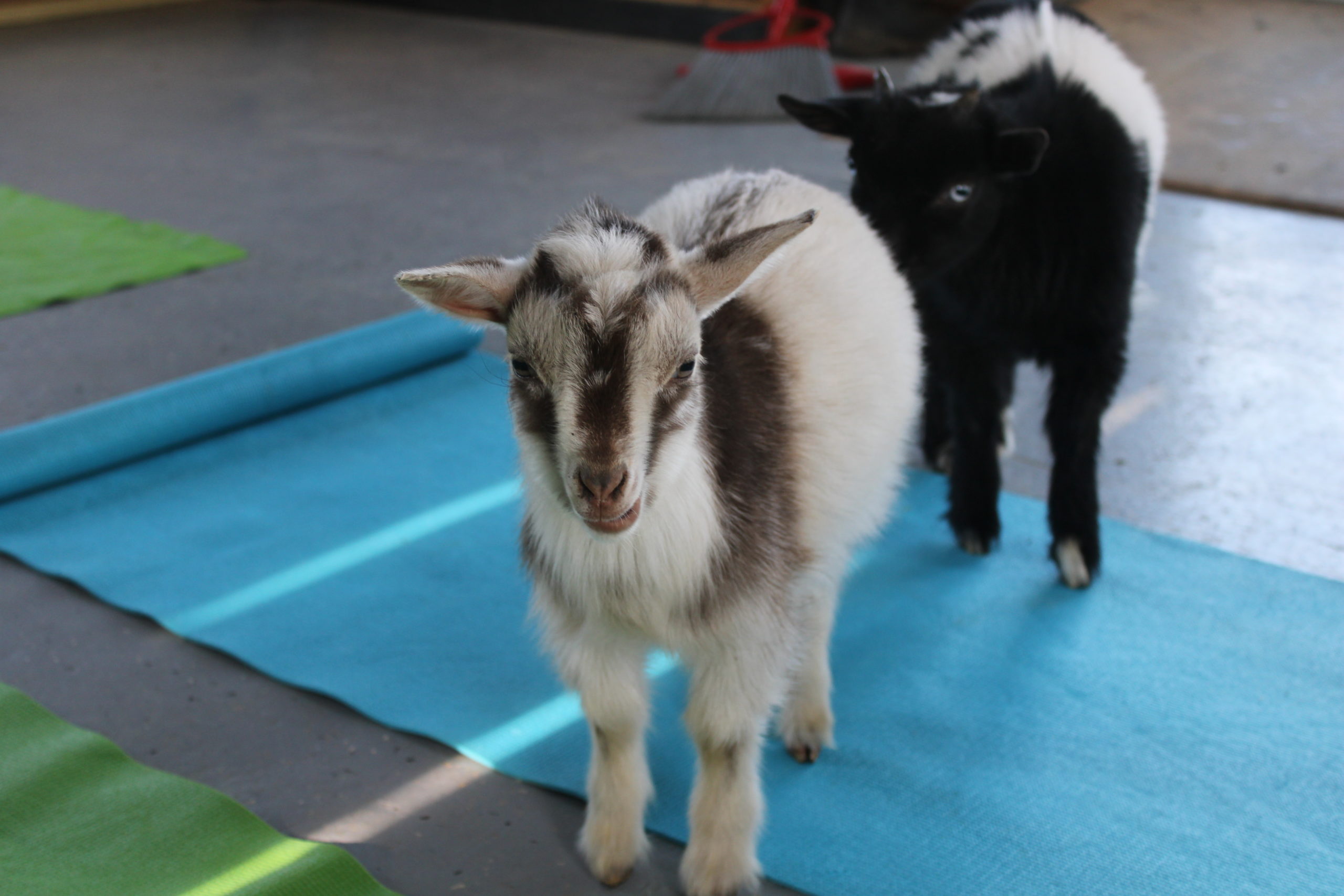 Goat yoga at Corwith Farms on Sunday.