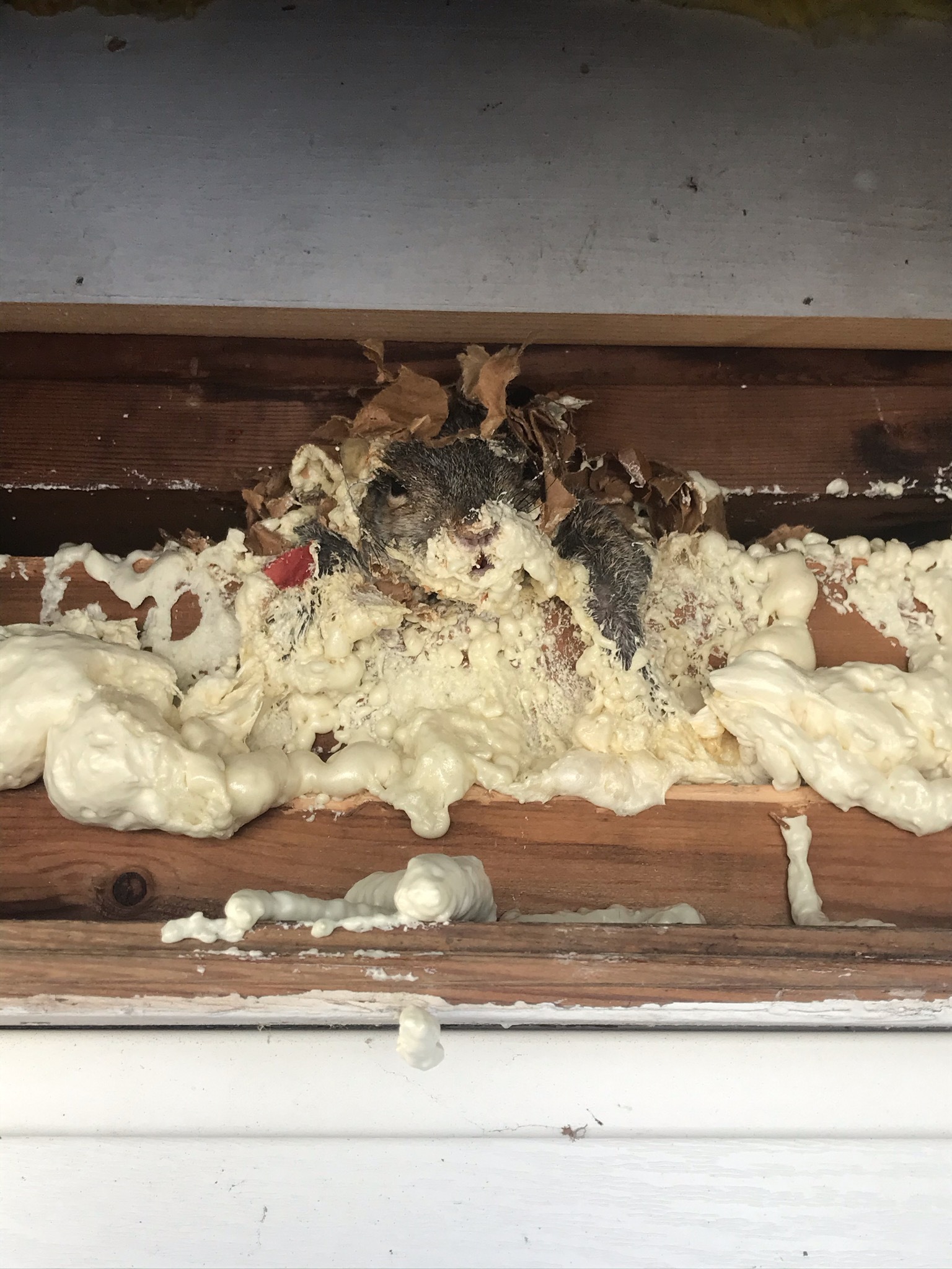 The squirrel when she was found: trapped in spray foam and stuck to the board.