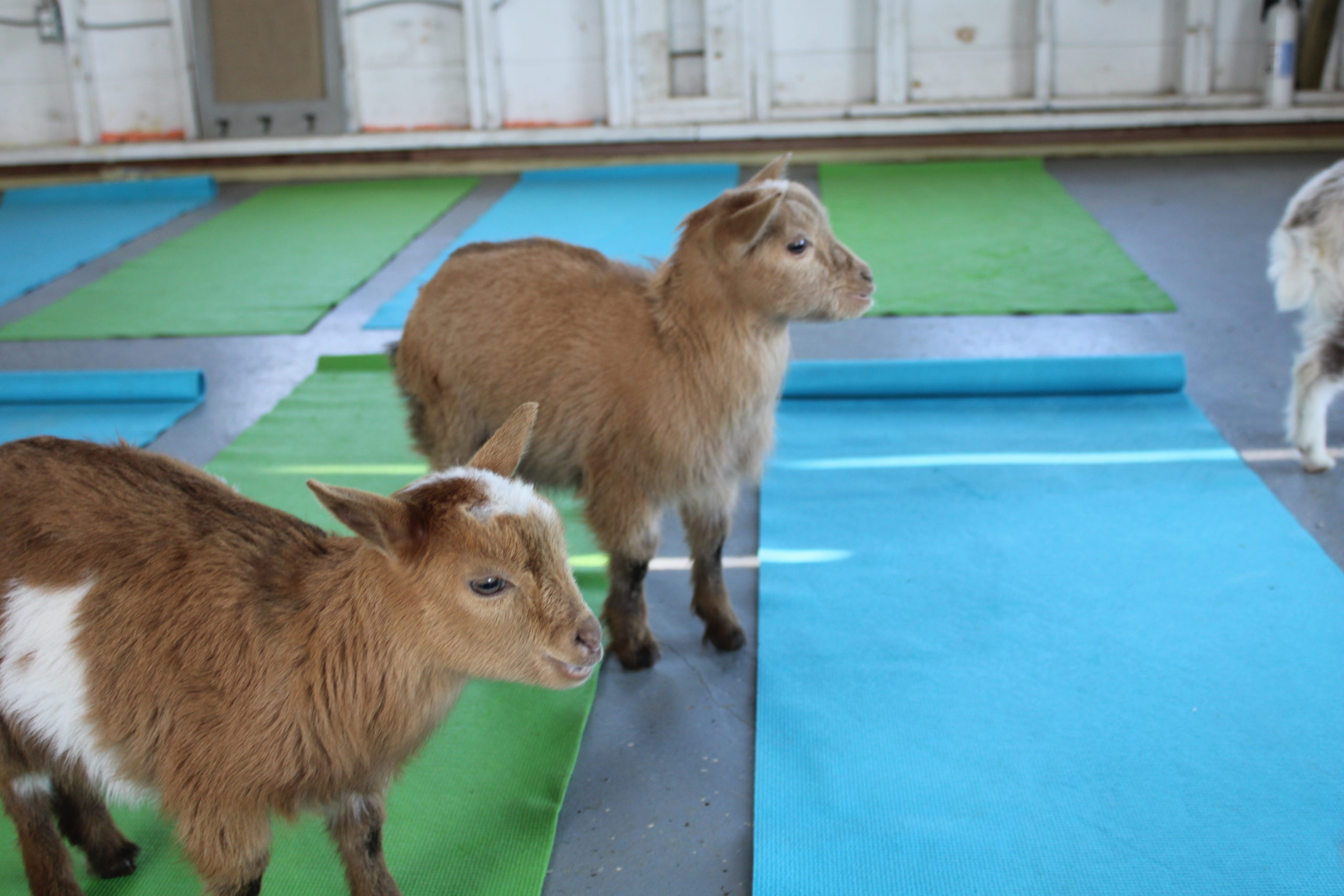 Goat yoga at Corwith Farms on Sunday.