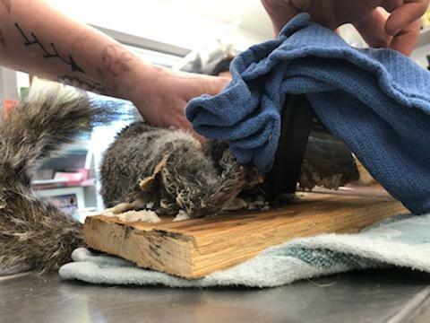 The veterinary team at the Evelyn Alexander Wildlife Rescue Center in Hampton Bays work to free the squirrel from the spray foam.